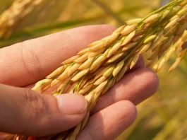 Five Grains of Rice