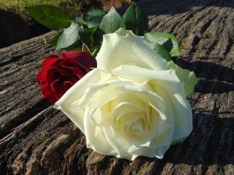 Roses for you my love