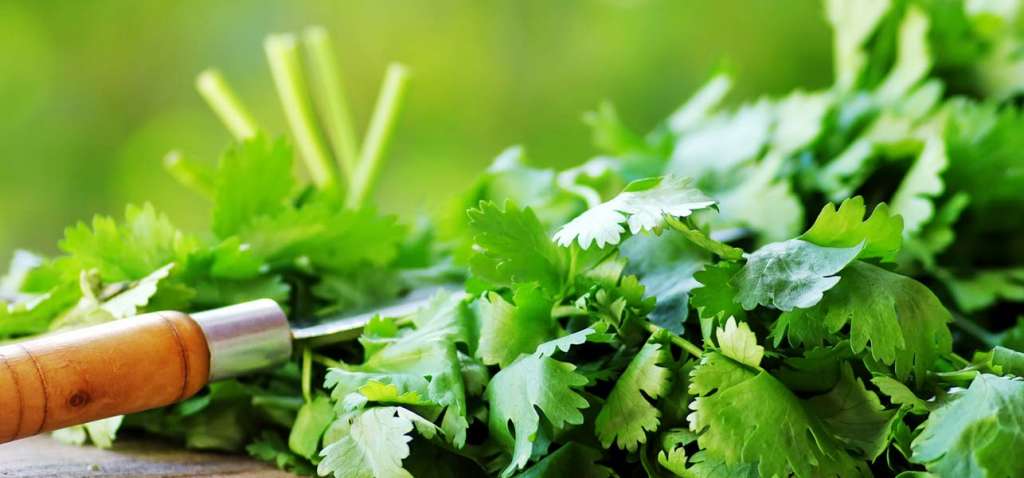 Uses And Health Benefits Of Cilantro