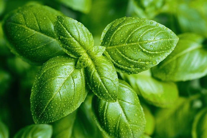 natural remedies basil