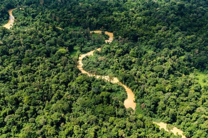 forest trees